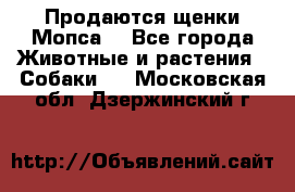 Продаются щенки Мопса. - Все города Животные и растения » Собаки   . Московская обл.,Дзержинский г.